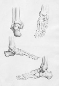 Foot and ankle in various views